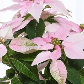 Pink Poinsettia